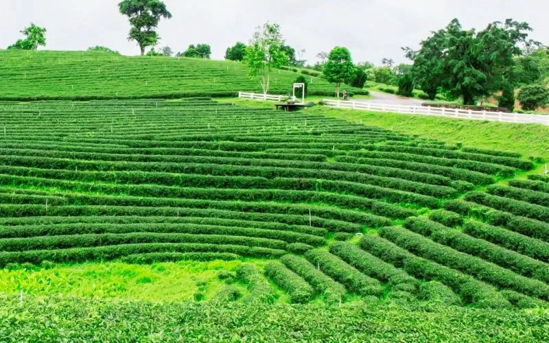 ERP system for tea plantation tea products Sri Lanka