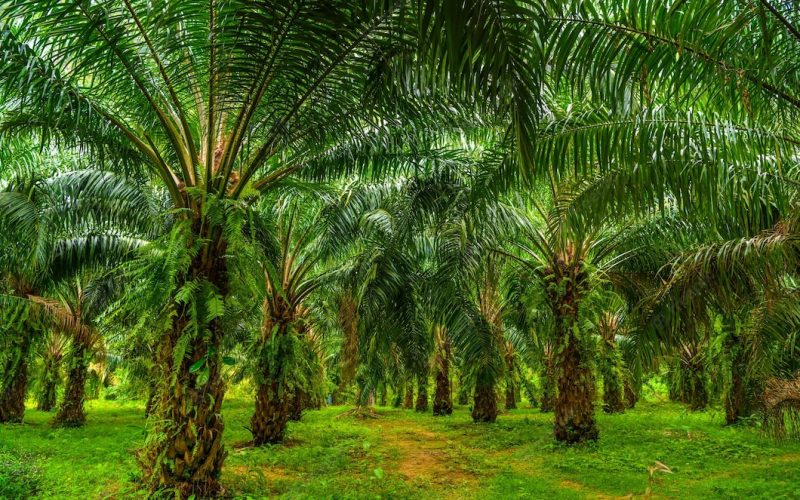 ERP system for palm plantation products oil Sri Lanka